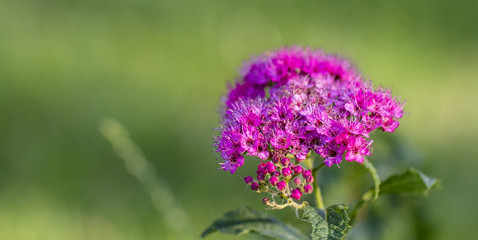 The flower of the red spiraea, the ornamental shrub used in landscape design, is well suited for decorating haircut