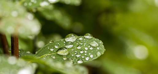 Close up of a water drops on leaves