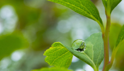 Close up of a water drops on leaves