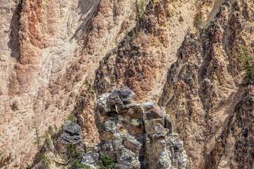  Osprey's nest. Grand Canyon of the Yellowstone in Yellowstone National Park, Wyoming.