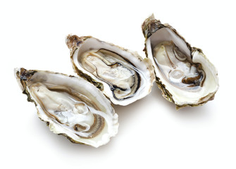set of oysters isolated on white background - obrazy, fototapety, plakaty