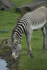 Fototapeta na wymiar zebra drinking 