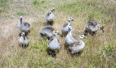 Group of Baby Yellow Goose walking in the grass in Springtime near Esquimalt Lagoon on Vancouver Island
