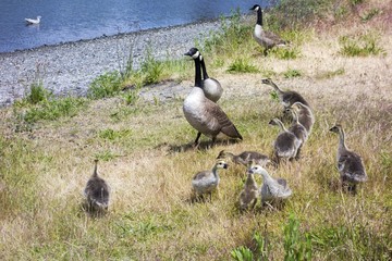 Group of Baby Yellow Goose walking in the grass in Springtime near Esquimalt Lagoon on Vancouver Island