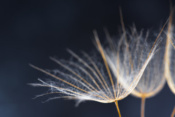 Nature Art -Dandelion Seeds