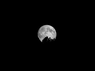 Fototapeta na wymiar Moon over forest