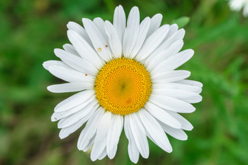 Texture flower, chamomile, from a very close distance