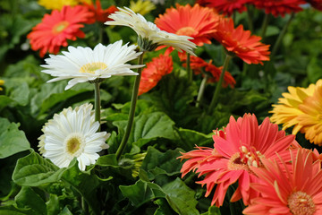 Fresh Daisies for sale in a greenhouse