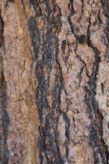 Tree bark texture