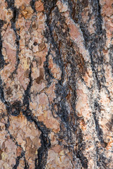 Tree bark texture