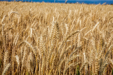 Golden wheat field