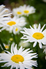 Daisy Flower