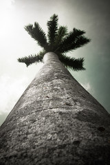 Palm Tree