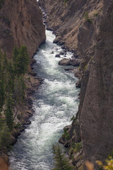 Obraz premium Grand Canyon of the Yellowstone in Yellowstone National Park, Wyoming.