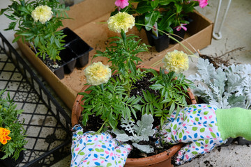 Planting marigolds in a pot outdoors