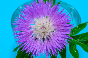 Floral soft tender background from blue fresh cornflower macro image