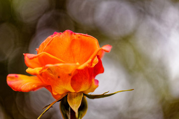 Orange rose at dusk