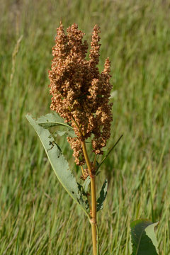 Summer yellow dock plant or rumex crispus with fruit growing in grass field