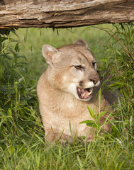 Mountain Lion with Mouth Open