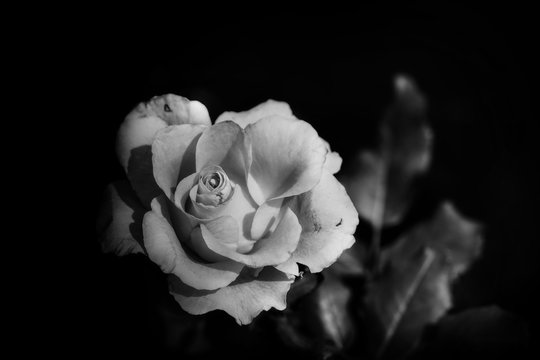  rose flower in monochrome   