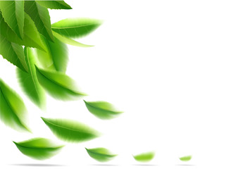 nature leaves green tea on spring  background.