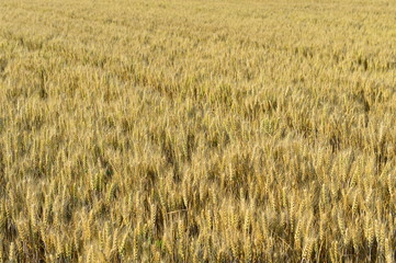 Wheat in the field