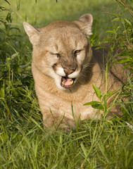 Cougar Making a Funny Face