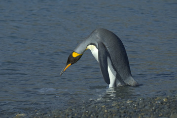 King Penguin, South Georgia Island, Antarctic