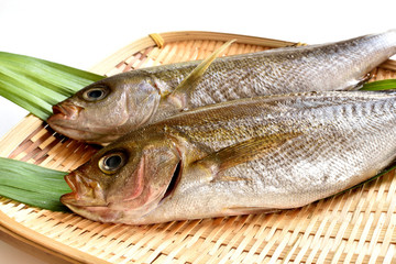 生のいさき　二尾