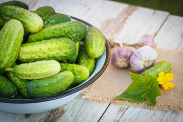 Cucumbers in metal bowl and garlic in garden on sunny day, healthy nutrition
