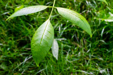 Shiny Green Leaves over Grass