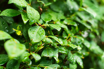 Raindrops on Leaves