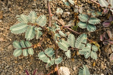 fresh green Mimosa pudica plant on the ground in nature garden