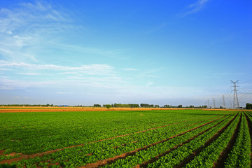 Rows of peanut fields
