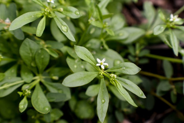 Tiny White Flowers and Water Drops