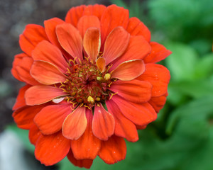 Red Zinnia Flower