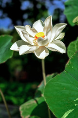 White lotus flower in pond with blurred background of green lotus leaves
