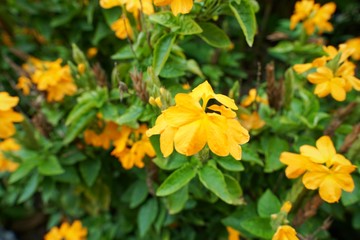 Blooming crossandra(crossandra infundibuliformis) flowers on blurred background. Yellow flowers as a background. Flora background.