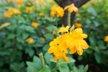 Blooming crossandra(crossandra infundibuliformis) flowers on blurred background. Yellow flowers as a background. Flora background.