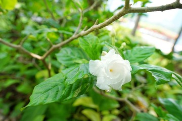 Obraz premium Jasmine flower on blurred branch and leaves background. White flowers as a background. Nature wallpaper concept. 