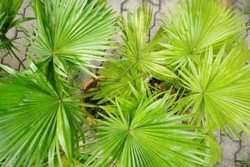 Top view saw palmetto.  Abstract leaves texture. Natural green wallpaper concept.
