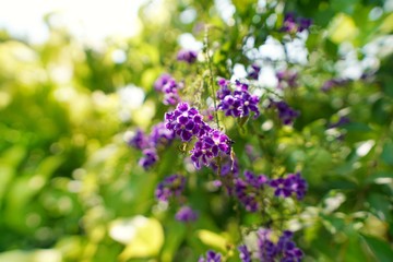 Close up purple flower on green background. Duranta on blurred branch and leaves background. nature wallpaper concept. Abstract.(Golden Dewdrop, Crepping Sky Flower, Pigeon Berry)