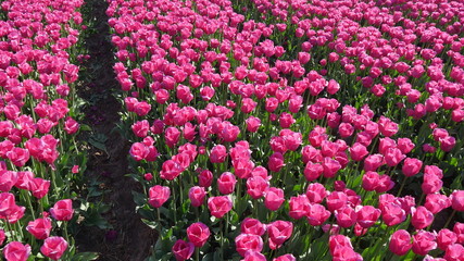 Tulipani agricoltura in Olanda