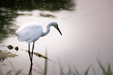 Great Egret walking by the marsh