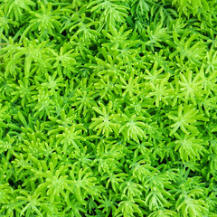 close-up top view background of Beautyful ferns leaf green foliage in the garden