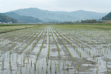 日本　田植え