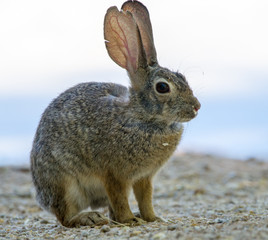 Desert Rabbit