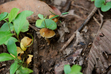 Tiny Brown Mushroom