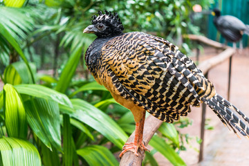 Close up of a bare faced curassow exotic tropical rare bird wildlife animal in its natural...