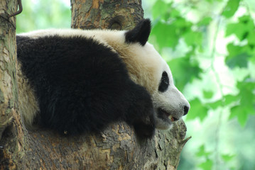 young panda climbing up and sleeping on the tree